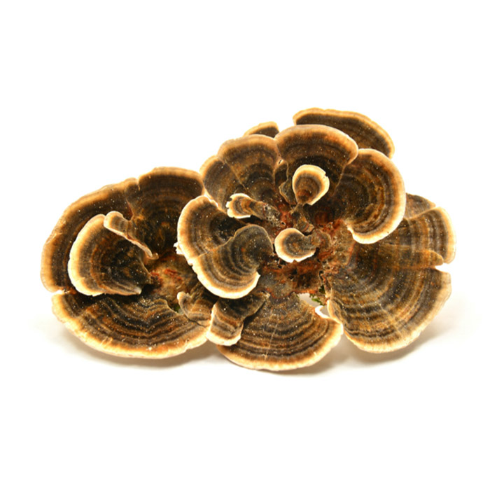 Turkey Tail Mushroom